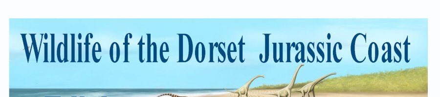 Wildlife of the Dorset Jurassic Coast